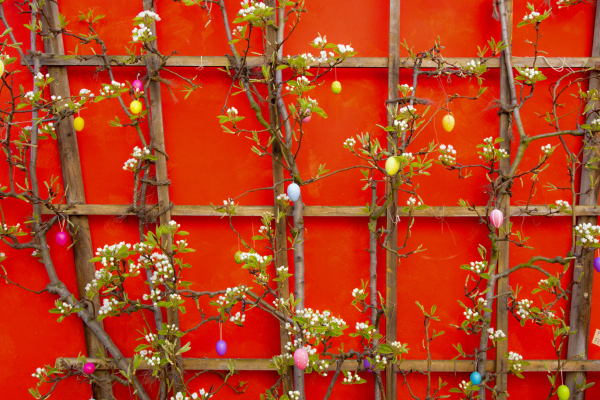 Spalierobst dekorativ zu Ostern in der Iphöfer Altstadt - Bild ©2019 Richard Schober