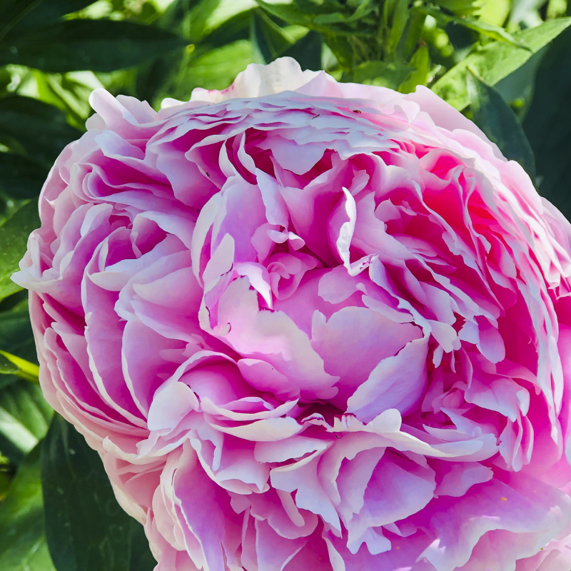 ©2025 Richard Schober