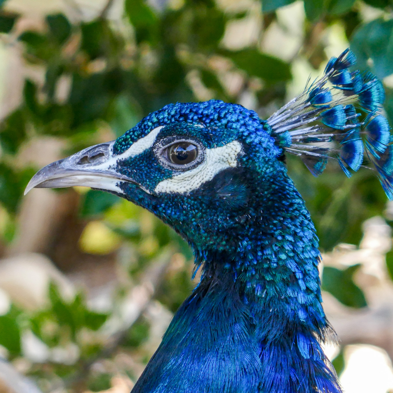 ©2025 Richard Schober