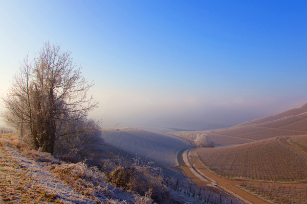 Julius-Echter-Berg und Kronsberg im winterlichen Morgennebel Bild ©2019 Richard Schober