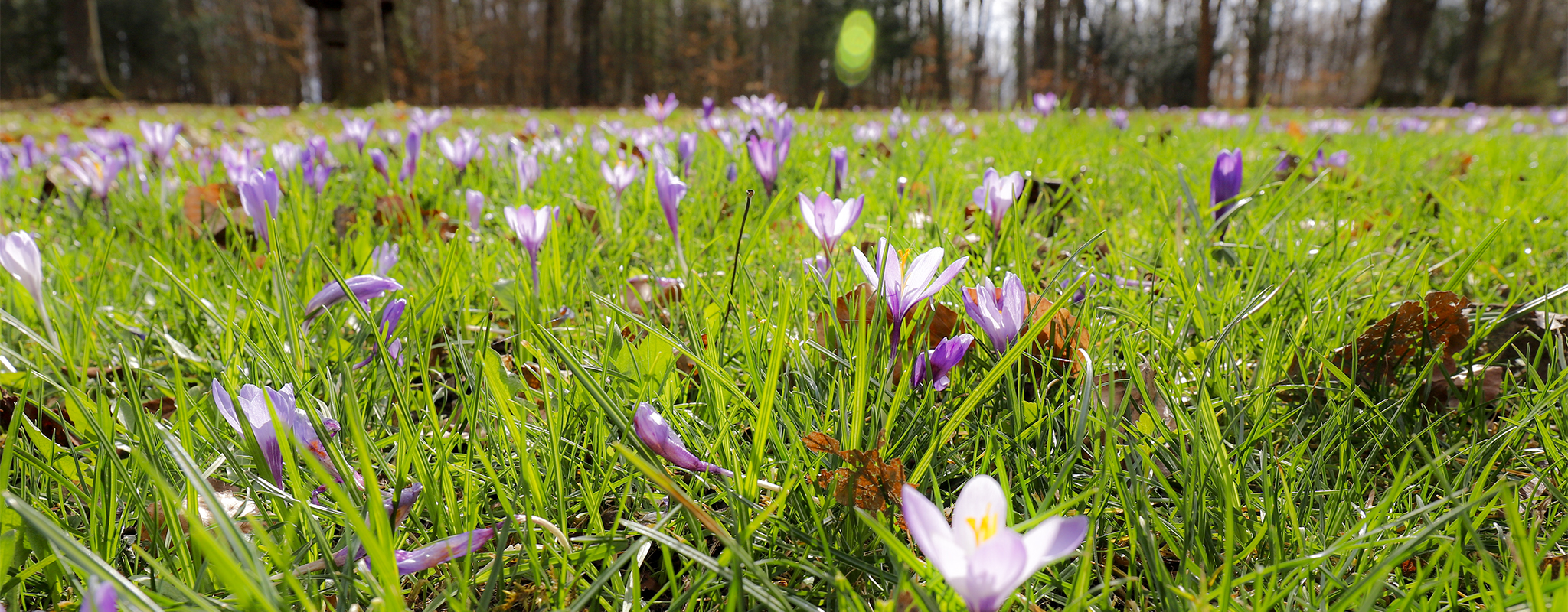 Frühlingserwachen im Park unterhalb der Frankenwarte in Würzburg (Bild R.Schober)